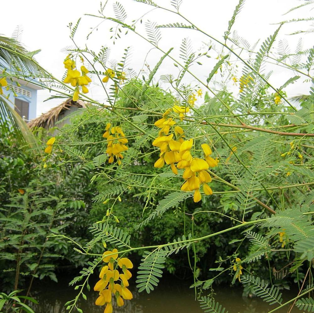 بذور شجيرة السيسبان الصفراء