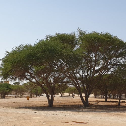 بذور طلح الرديانا الاشبهان