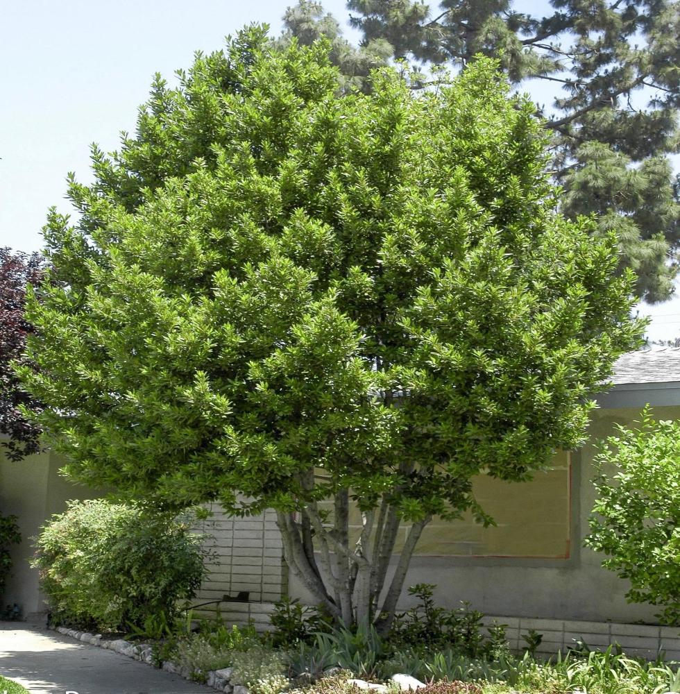 بذور الغار المثمر