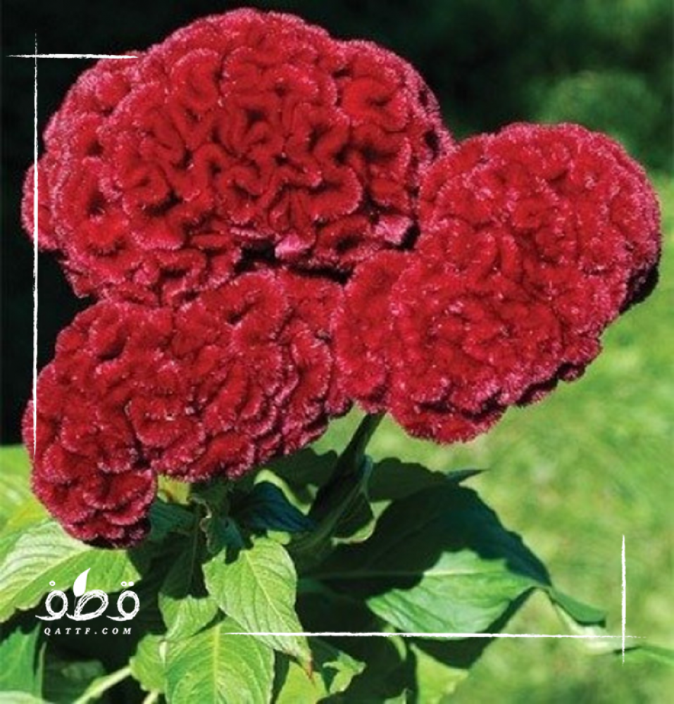 جملة  5000 بذرة من زهرة سيلوزيا كريستاتا  عرف الديك