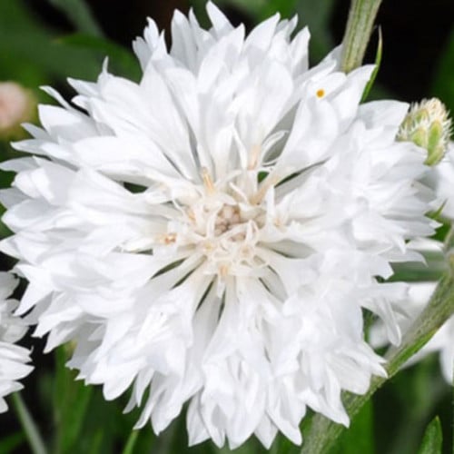 بذور زهرة ندى العنبر سنتاوريا البيضاء