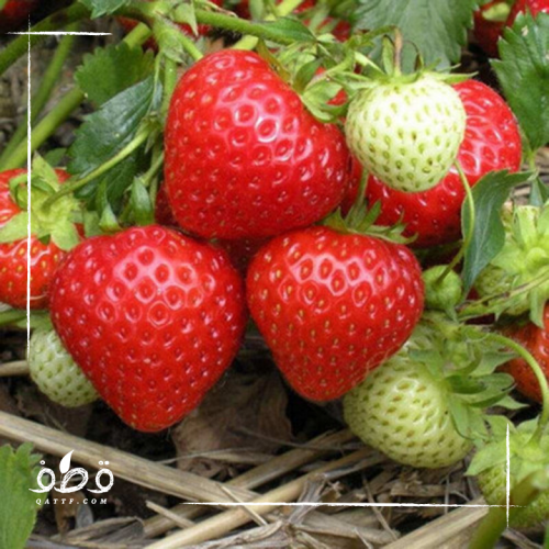 جملة 2000 بذرة من الفراولة - Fragaria - ananassa