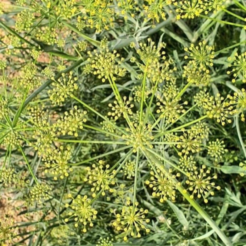 الحزا Ducrosia anethifolia