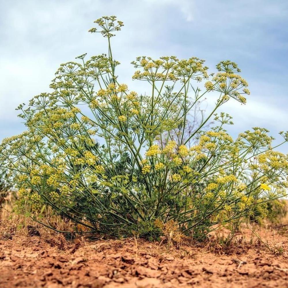 Ducrosia anethifolia