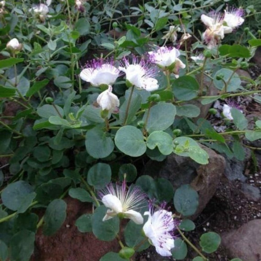 جملة 1000 بذرة من شجرة اللصف  الشفلح  الكبار