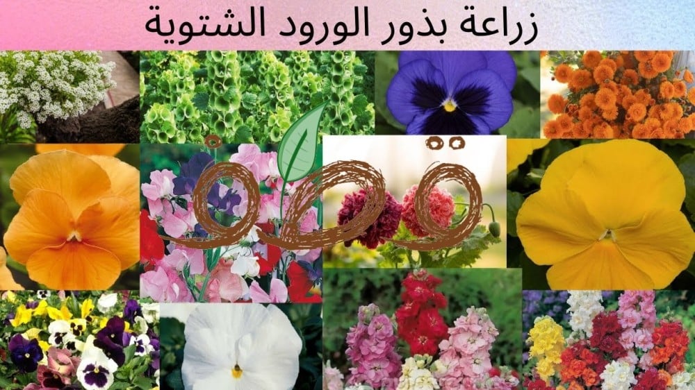 الأزهار الشتوية