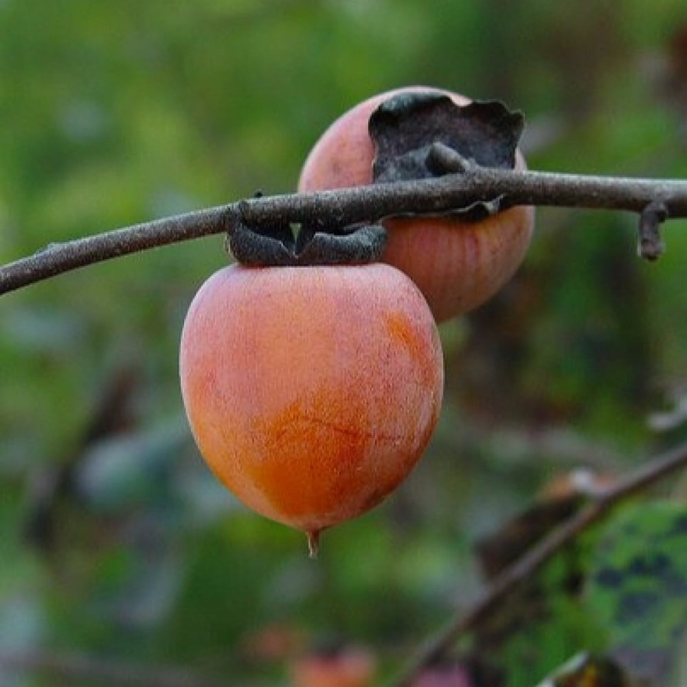 Хурма это яблоко. Хурма (Diospyros kaki). Diospyros virginiana. Виргинская (американская) хурма. Дерево хурма для дачи.