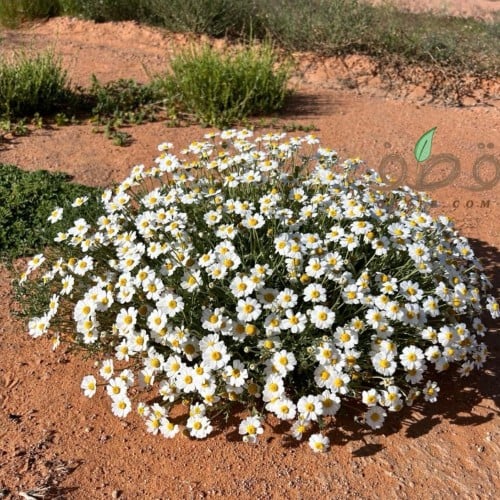 بذور الاقحوان البري قحويان النفود