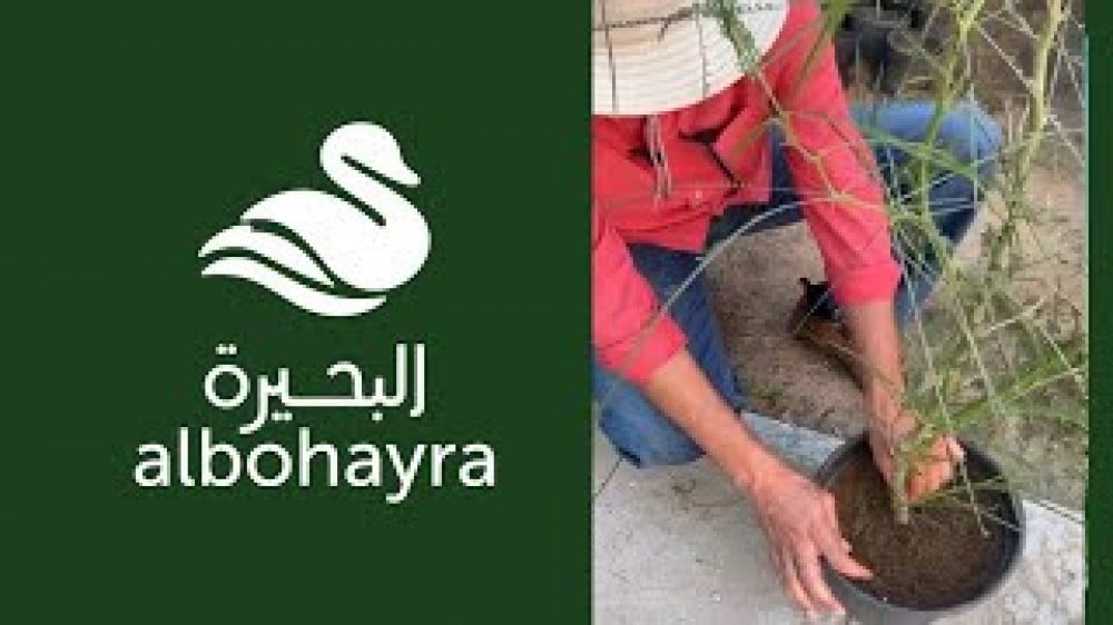 جملة 300 بذرة من شجرة‬ باركنسونيا شوكة الفرس