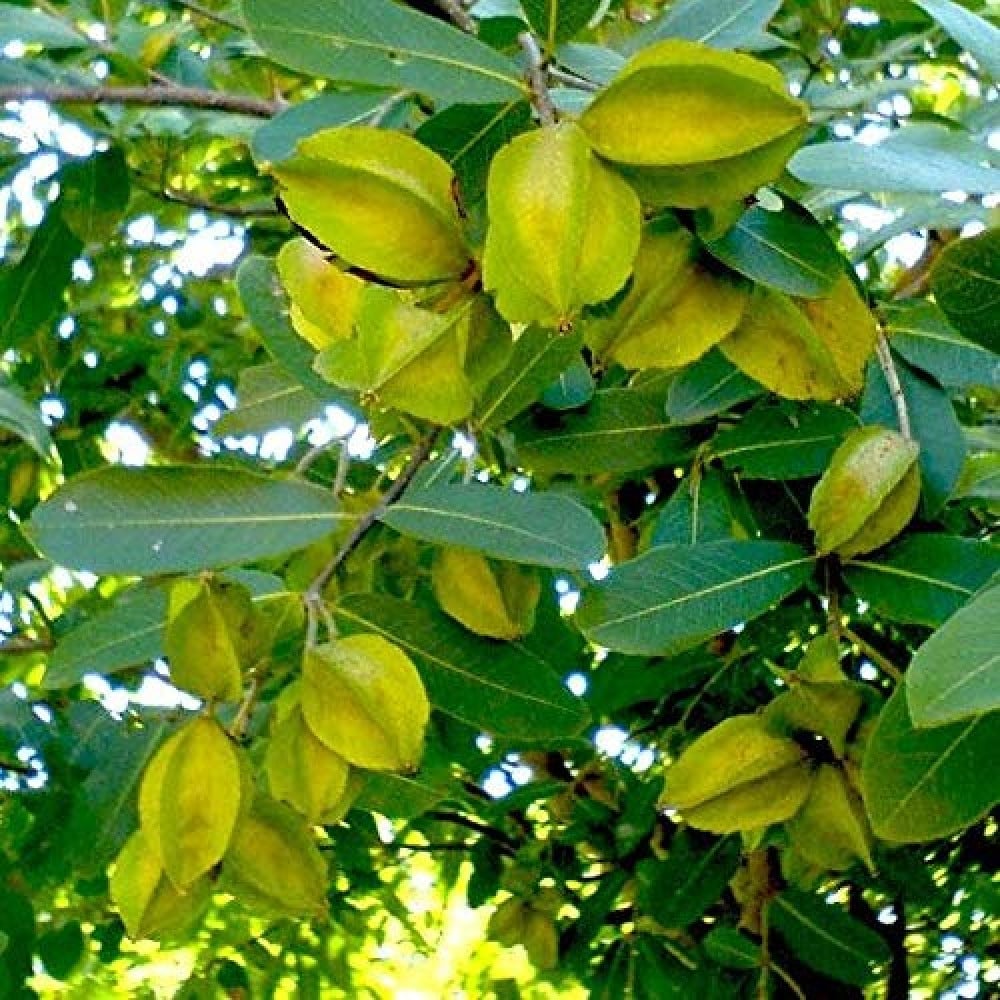 بذور شجرة تيرميناليا أرجونا  Terminalia Arjuna