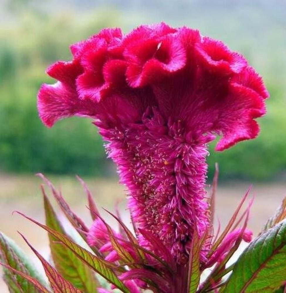 جملة  5000 بذرة من زهرة سيلوزيا كريستاتا  عرف الديك