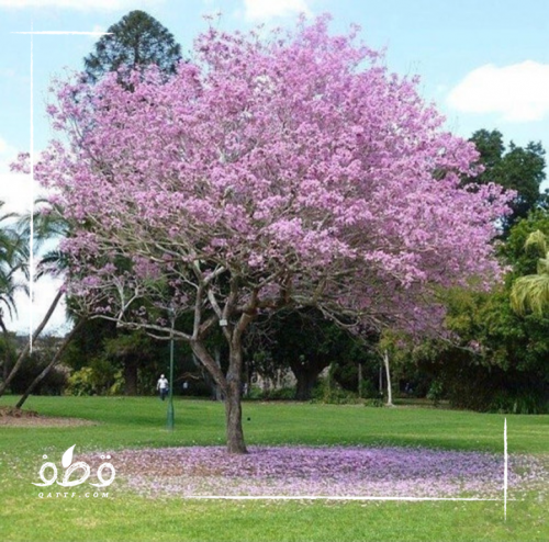 بذور شجرة تابوبيا روزا الوردية