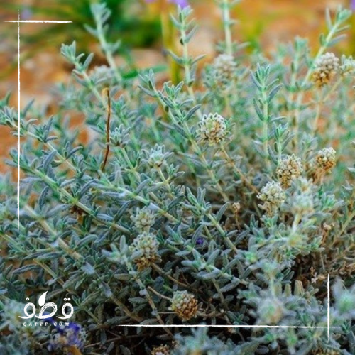 بذور الجعد العطري