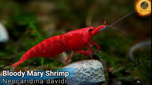 Bloody mary shrimp grade A