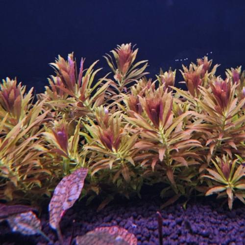 Limnophila aromatica