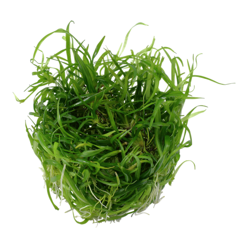 Helanthium tenellum 'Green'