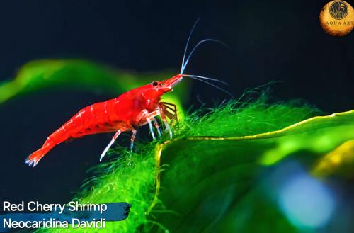 Red Cherry shrimp