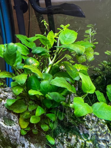 Anubias barteri 'Petite'