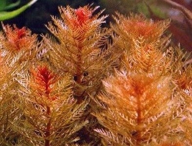 myriophyllum tuberculatum red