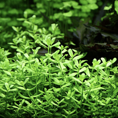 Bacopa Monnieri