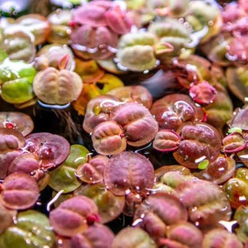 Phyllanthus fluitans