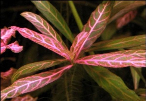 Hygrophila Polysperma Sunset