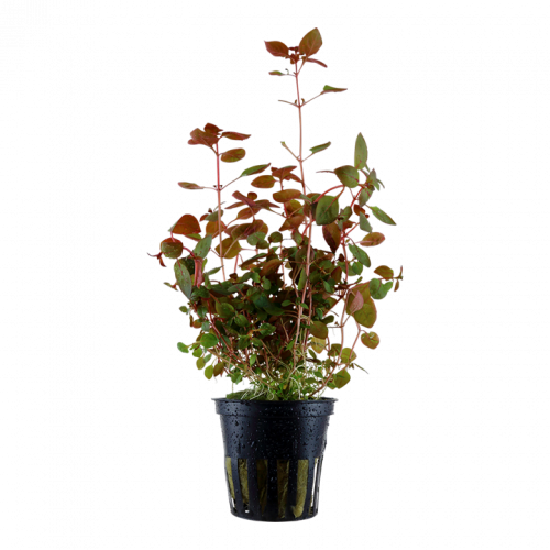 Ludwigia palustris 'Super Red'