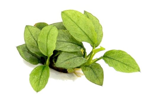 ANUBIAS NANA 'JADE' النادر