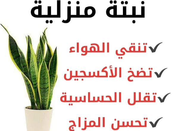 نبتة منزلية تنقي الهواء