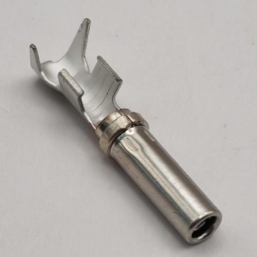 بن فيش دويتش دي تي بي 2.5-4 ملي انثى (14-12 قيج)