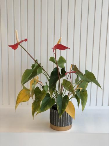 انتريوم احمر