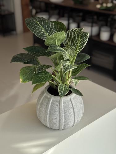 فيلوديندون