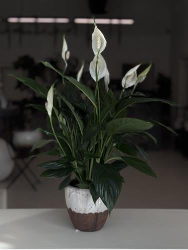 زنبق السلام