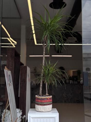 دارسينا مارجنياتا