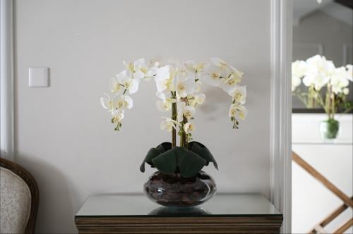 اوركيد 4 اغصان مع خشب طبيعي