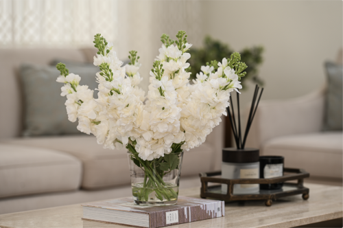 ورد دلفينيوم