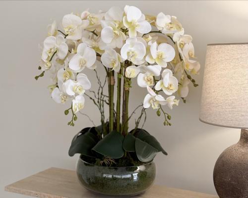 اوركيد 8  اغصان