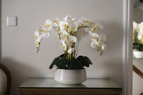 اوركيد 4 اغصان