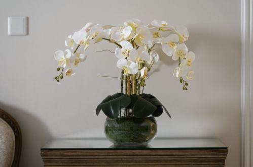 اوركيد 4 اغصان