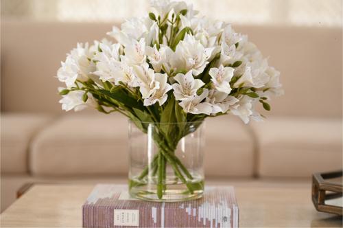 فازة ألستروميريا