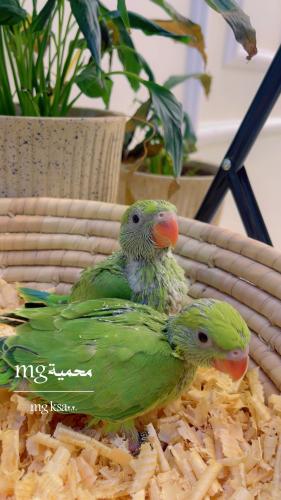 فرخ دره هندية خضراء