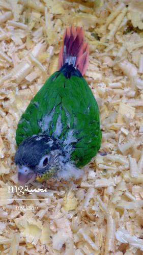 فرخ كنيور يلوسايد رد فاكتور