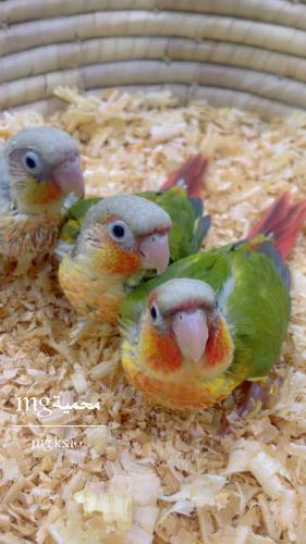 فرخ كنيور اناناس