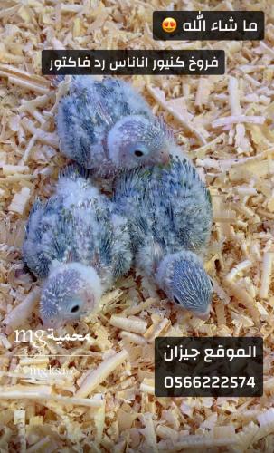 فرخ كنيور اناناس رد فاكتور