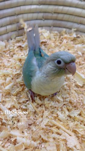 فرخ كنيور تركواز اناناس