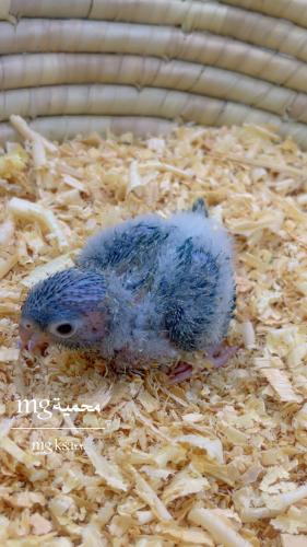 فرك كنيور تركواز يلوسايد