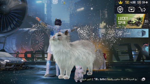 CAT ALERT