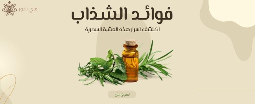 فوائد الشذاب: اكتشف أسرار هذه العشبة السحرية