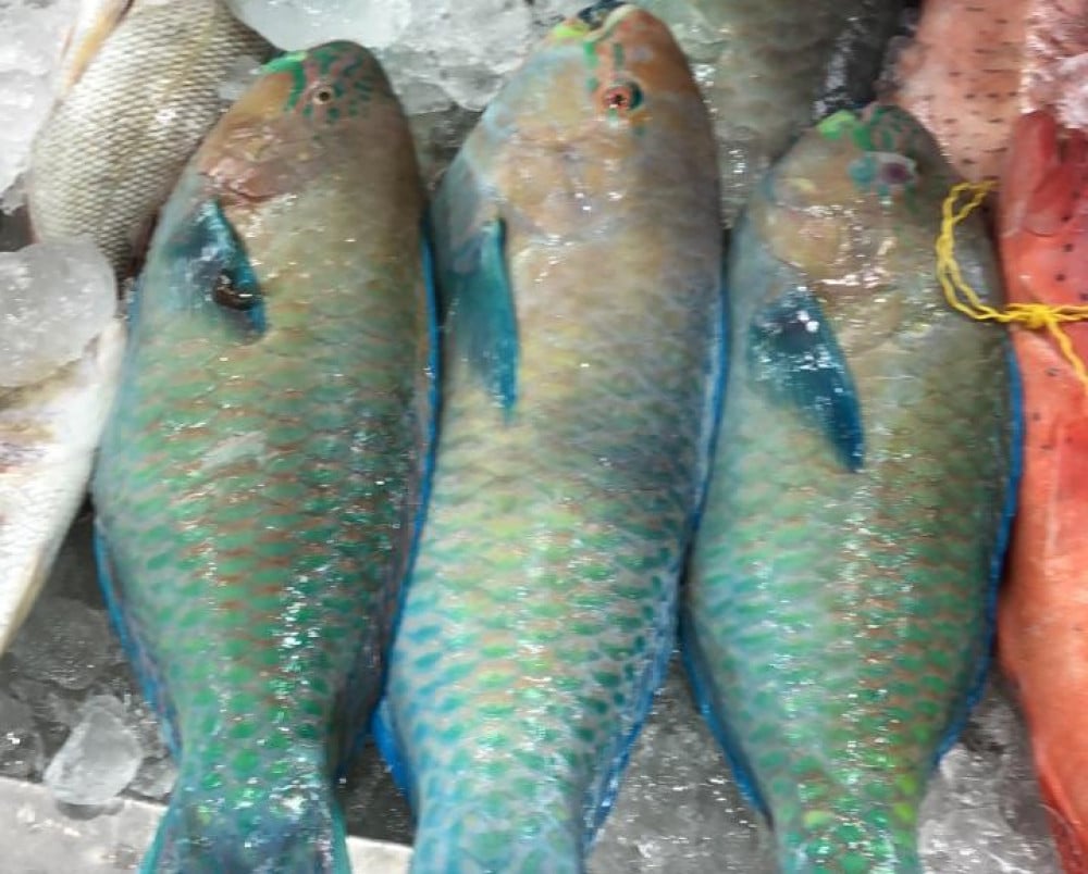 سمك حريد متجر صندوق سمكتي متجر اسماك في السعودية متجر اسماك في الرياض