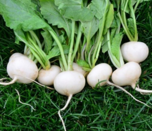 بذور الفجل 77